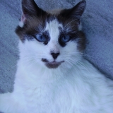 Chipie