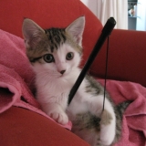 Lola