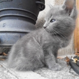 berlioz