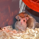 Fernand