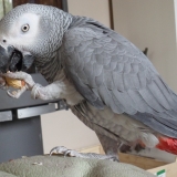 Zazou