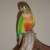 Piwi