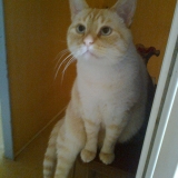 minou