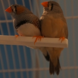 Mandarins