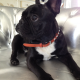Gus
