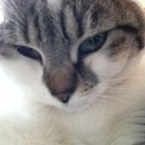 Finette