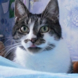 Poupousse