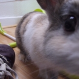 Jumpy