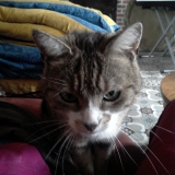 Miou-Miou