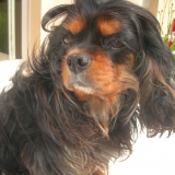 Phoebe of Sévijean's