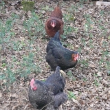poulettes
