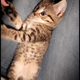 Lynxie