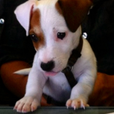 Jack