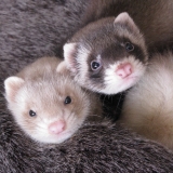 Tom&Jerry