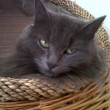 minette