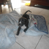 hercule