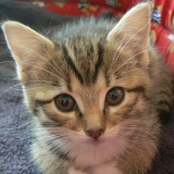 minouche