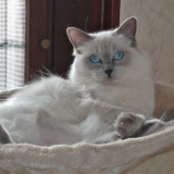 Fifille
