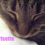Grisette
