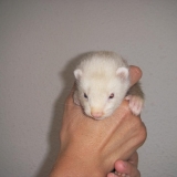 Calypso 