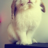 Lapin