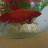 ruby 