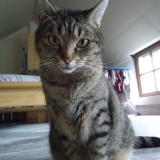 Hachi