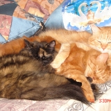 Kasy, Rouqui et Misty