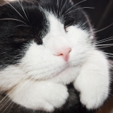 Domino