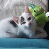 Cannelle