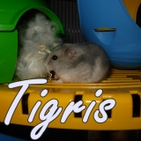 Tigris