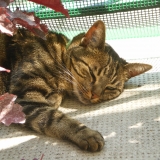 Vénus