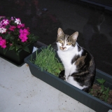 Lili