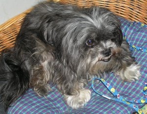 Chien - Shih Tzu - mimiko