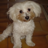 Timmy