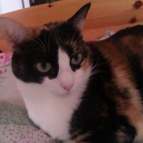 Noisette