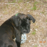 lola