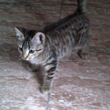 Helmut