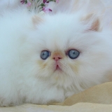hermine