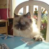 beryle