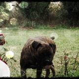 Brutus