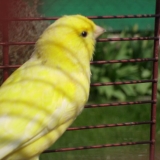 Titi