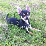 Hank