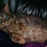 Bouboule 