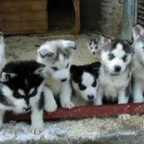 chiens husky