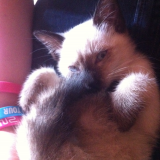 Piou