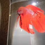 Paprika
