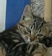 coka