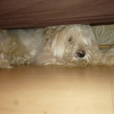 Tomy