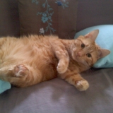 gaston